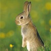 Rabbit - Oryctolagus cuniculus - portrait of youngster in field of buttercups. Derbyshire, UK. June. 